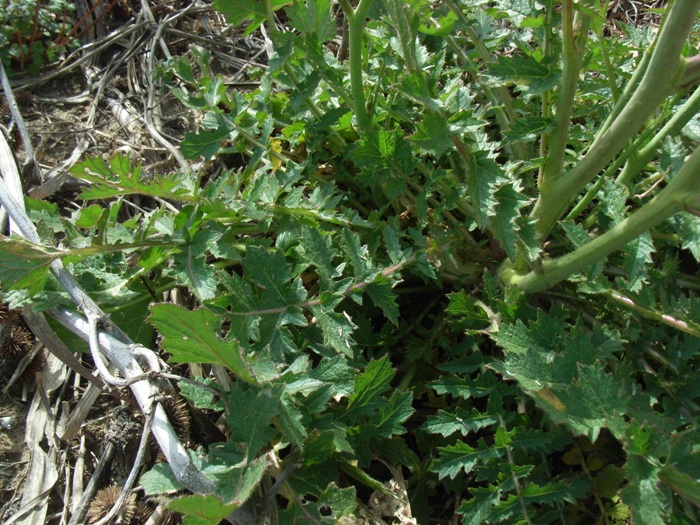 Brassica tournefortii / Cavolo di Tournefort